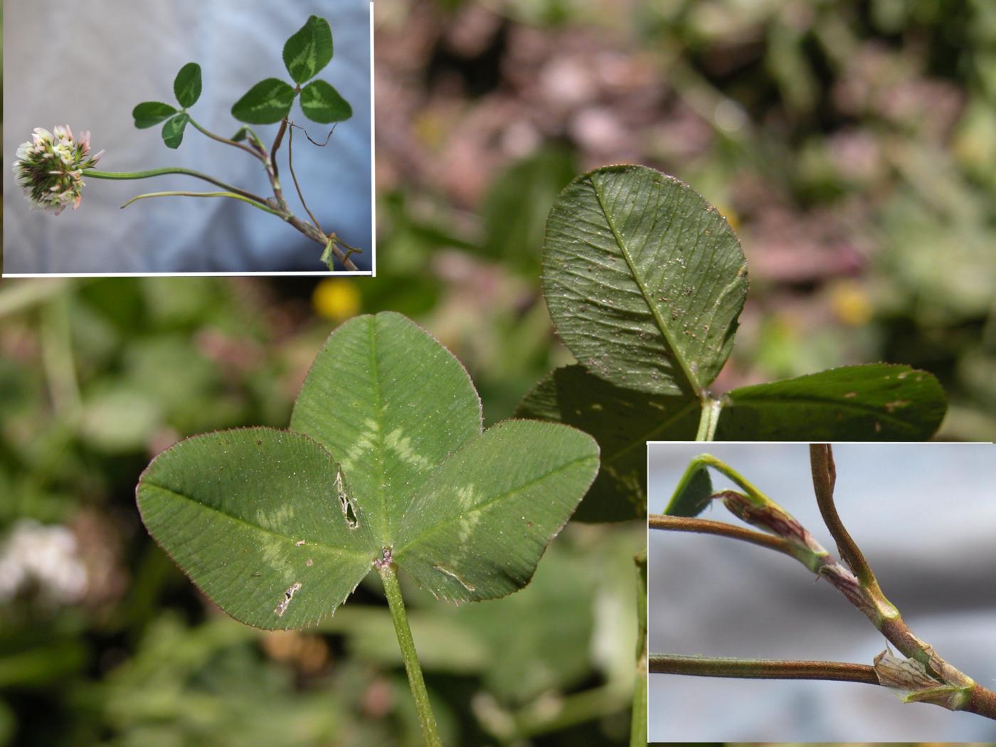 Clover, White leaf